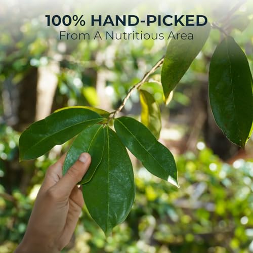 Organic Soursop Leaf Tea - 300 Dried Whole Leaves, 4.52oz, Vitamin & Fiber Support, Morning Herbal Detox Tea for Relaxing & Reduce Inflammation, Refreshing & Pure Taste - Image 4